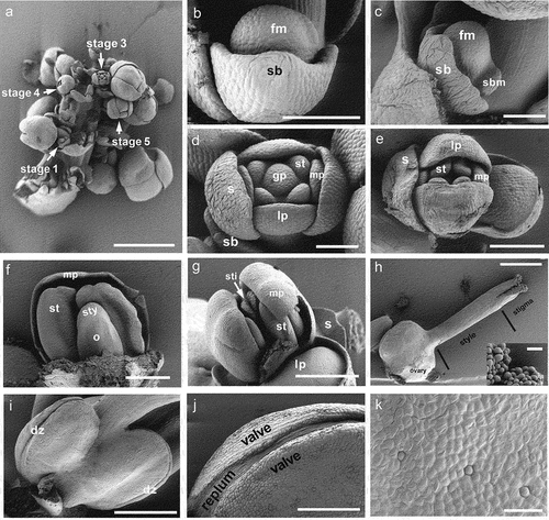 Figure 4. Scanning electron micrographs of P. racemosum floral development. (a) top view on an inflorescence with some buds removed. (b) floral bud at stage 1, encircled by a bract. (c) floral bud at stage 1, surrounded by a bract, with a subtending bract initiating. (d) floral bud at stage 3 with all floral organs initiated. (e) floral bud at late stage 4 with elongated outer petals. (f) floral bud at stage 6 with some petals and stamen removed to reveal the fused gynoecium. (g) Stigma and stamens grow up to the same height in late stage 6. (h) side view on the gynoecium with all other floral organs removed. The inset shows the stigmatic papillae at higher magnification. (i) side view on the ovary. (j) enlargement of the future dehiscence zone. (k) outer surface of the ovary wall. Abbreviations: b, bracts; dz, dehiscence zone; fm, floral meristem; gp, gynoecium primordia; ip, inner petal; o, ovary; op, outer petal; sb, subtending bract; sbm, subtending bract meristem; sti, stigma; sp, sepal primordia; s, sepal; st, stamen; sty, style. Scale bars (a) 1 mm; (b-d) 100 μm; (e,f,j) 200 μm; (g-i) 500 μm, enlarged fig in h: 50 μm; (k) 50 μm.