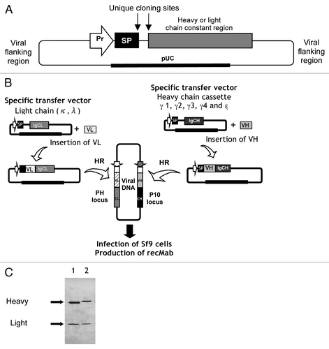 Figure 2. Schematic representation of the different steps involved in the construction of a baculovirus expressing a recombinant antibody. (A) General organization of specific transfer vectors used to express heavy and light chains. In this example, H and L genes are integrated at two different loci (PH and P10). (B) The cDNAs coding for the variable regions (VH and VL) are inserted in frame with the immunoglobulin signal peptide sequence and the human (or murine) heavy or light constant region. Sf9 cells were transfected with a defective non-infectious viral DNA (Bacmid or linearized viral DNA) and two transfer vectors. Infectious double-recombinant viruses generated after homologous recombination (HR) are cloned by plaque assay. (C) Polyacrylamide gel electrophoresis of the antibody purified from the cell culture supernatant of Sf9 cells which were infected with the recombinant virus (Silver staining, lane 1). Control human IgG1 (lane 2).