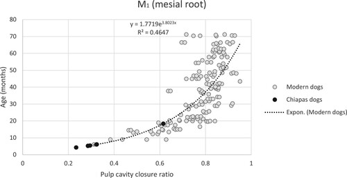 Figure 7. Linear regression of the mesial root of mandibular first molar pulp cavity closure ratios to age in months of Moxviquil and Tenam Puente specimens.