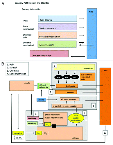 Figure 1. The components of afferent noise in the guinea pig. (A) Illustrates the broad elements of the afferent systems associated with the bladder: components of afferent noise. Four are identified: pain, mechano-sensory, urothelial and motor-sensory. Each sends afferent information to the CNS but only the motor-sensory system has the potential for an output from the CNS and inputs from peripheral afferent fibers. (B) Illustrates in more detail some of the component parts of the systems making up afferent noise. The afferent out flow to the CNS can again be seen for each system: 1, pain; 2, mechano-sensitive (stretch); 3, urothelial; 4, motor-sensory. For the motor-sensory system, part of the complex regulatory systems involved in the regulation of motor activity may be occurring via the intra-mural ganglia and local neural circuits within the bladder wall. Reprinted from reference Citation43 with permission.