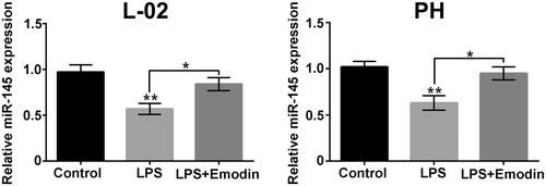 Figure 5. Emodin attenuated the miR-145 expression reduction caused by LPS in liver cells. The miR-145 levels in L-02 cells and primary hepatocytes (PH) after 15 μM Emodin treatment were detected. *p < .05.