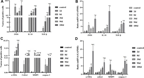 Figure 4 (A and C) Dynamic quantification of cytokines’ expression in protein level; (B and D) Dynamic quantification of cytokines’ expression in mRNA level.
