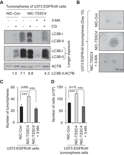 Figure 10. Effect of TSSC4 knockout on tumorsphere formation in U373 EGFRvIII cells. TSSC4 knockout was demonstrated in Figure 9C. Results were recorded on day 10 of tumorsphere growth. (A) TSSC4 knockout increased autophagy in tumorspheres. Autophagy was measured by western blotting LC3-II in protein lysates of tumorspheres that were pooled from multiple samples under a same condition. CQ (20 µM) was added one day before harvesting tumorspheres, and 3-MA (2 mM) was added on day 2 of tumorsphere growth. ACTB was used as the loading control for western blot. (B) Example images of maximum sizes of tumorspheres. (C) Total number of tumorspheres per sample. (D) Total number of cells in tumorspheres per sample.
