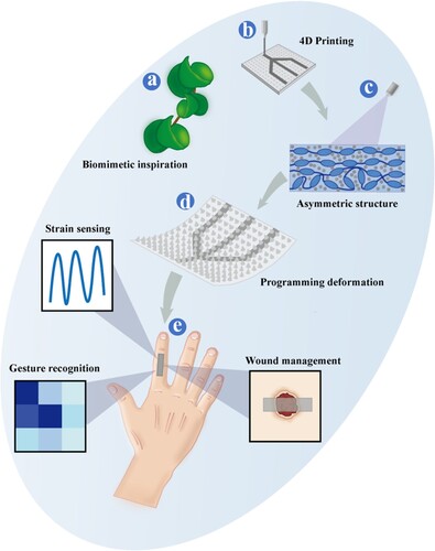 Figure 1. Schematic diagram of the PFA with programmable deformation and motion sensing signals. PFA is composed of an internal asymmetric structure inspired by Ficus benjamina 'Barok', and this differential construction is based on material properties and manufacturing modes, with the addition of microneedle patches.