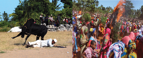 Figure 4. Traditional bullfighting and Mwaka kogwa celebration in Pemba and Unguja Islands (source: Poussnik, Citation2008).