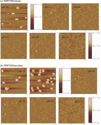 Figure 7. Tapping mode AFM images (500 nm × 500 nm) of NPPTMS monolayers immersed in (a) citrate- and (b) acrylate-stabilized gold nanoparticle solutions at different pHs. The z-scale bar for pH 3.0 is to the right of the image. The z-scale bar for pHs from 3.5 to 5.5 is to the right of the image of pH 5.5.
