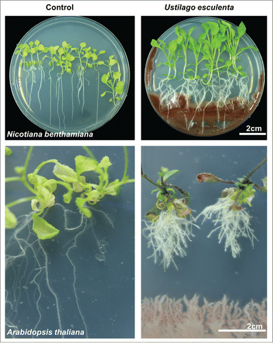 Figure 2. Effects of IAA produced by the yeast Ustilago esculenta on root growth and development in Nicotiana benthamiana (upper panel) and Arabidopsis thaliana (lower panel). IAA produced by U. esculenta increased the lateral root number and enhanced primary root elongation in N. benthamiana. Coculture of A. thaliana plants with U. esculenta increased the lateral root number but inhibited primary root elongation. N. benthamiana and A. thaliana seedlings (9-d-old) were grown on petri dishes containing agar-solidified 0.25×Murashige & Skoog (MS) medium. The seedlings were inoculated with U. esculenta at the opposite ends of agar plates after germination and grown for an additional 20 d.