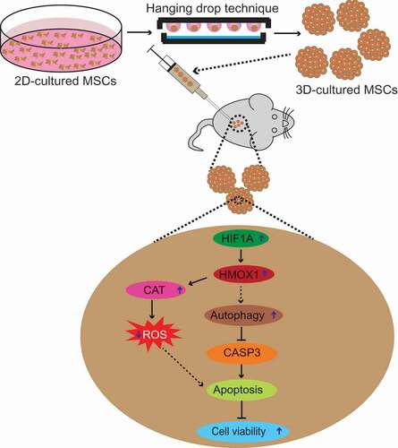 Figure 9. Proposed model for enhanced cell viability via autophagy induction and modulation of ROS production in MSC3D. Transplantation of MSC3D exhibits enhanced viability and higher therapeutic potential for treatment of various disease models compared to MSC2D. Herein, we examine the role of autophagy activation and ROS production in context to enhanced viability and functionality in MSCs. We demonstrated that autophagy is induced and intracellular ROS level is decreased in MSC3D in comparison with MSC2D. Autophagy activation leads to suppression of apoptosis by targeted degradation of BAX, a pro-apoptotic gene, and thereby enhances the viability of MSC3D. The crucial role of autophagy induction in the therapeutic potential by MSC3D transplantation is confirmed in DSS-induced colitis model. Autophagy activation and suppression of ROS production in MSC3D are mediated via HIF1A-HMOX1 axis. The molecular mechanisms underlying the increased expression of HIF1A in MSC3D and by which HMOX1 signaling induces autophagy activation remain to be elucidated