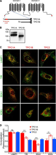 FIG 4 Colocalization of mouse TPC1A, TPC1B, and TPC2 with distinct endo-lysosomal organelle markers. (A) Schematic representation of the transmembrane segments (gray boxes) of TPC1 and the N-terminal truncated TPC1B isoform predicted to be produced from the Tpcn1B transcript. Red, the dileucine motif(s) present in TPC1A and TPC1B. The numbers correspond to the starting amino acid residue. (B) Immunoblotting analyses of expression of mCherry-tagged TPC1A and TPC1B using an antimultired antibody. (C, D) Representative images of immortalized MEFs coexpressing GFP-tagged organelle markers (Lamp1 for late endosomes/lysosomes, TfR for recycling endosomes, EEA1 for early endosomes, and KDEL for ER) and mCherry-tagged TPC1A, TPC1B, and TPC2. (D) Compilation of colocalization coefficient between organelle markers and TPC proteins. Results are represented as the mean ± SEM for 10 to 32 cells. ns, no significant difference (P > 0.05); **, P < 0.01; ***, P < 0.001.