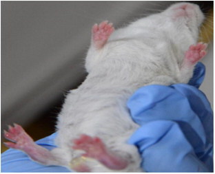 Figure 3. Development of arthritis in the four paws (male mouse).