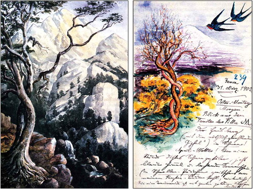 Figure 3. Two watercolors by Ernst Haeckel in which trees and other plants are depicted in their natural environment. The landscape shown on the left (drawn 1896), as well as the letter of Haeckel, dated 31.03.1902 (right image), were created for Mrs. Frida von Uslar-Gleichen (1864–1903) (U. Kutschera, private collection)