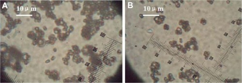 Figure 4 Optical microscopic images of protein dextran microparticles recovered from microspheres. (A) W1, 5% w/w BSA and dextran (BSA to dextran ratio 6 mg:6 mg) water solution; Oh, DEG/G = 4 (5.5 mL containing 0.5 mL of 1% PVA and 5% NaCl); W2, 5% NaCl 1000 mL; oil phase 10%, PLGA (3A50/50)/LPLA = 40/80; 1200 mg of dichloromethane solvent; (B) W1, 5% w/w BSA and dextran (BSA to dextran ratio 6 mg:6 mg) water solution; Oh, PG/G = 4 (5.5 mL containing 0.5 mL of 1% PVA and 5% NaCl); W2, 5% NaCl 1000 mL; oil phase, 10% PLGA (3A50/50)/LPLA = 40/80, 1200 mg of dichloromethane solvent.Abbreviations: BSA, bovine serum albumin; PLGA, poly(lactic-co-glycolic acid); LPLA, low viscosity polylactide (molecular weight 60,000); PG/G, 1, 2-propylene glycol/glycerol; Oh, hydrophilic oil; DEG/G, ethylene glycol/glycerol; NaCl, sodium chloride; W1, 1% PVA and 5% NaCl water solution; W2, 5% NaCl water solution; w/w, trehalose 1%.