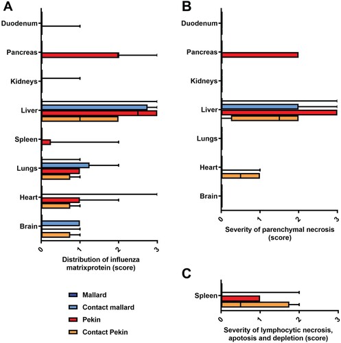 Figure 6. Light microscopic assessment of virus tropism (A) and lesion profile (B,C) revealed a predilection of the liver for H5N8B induced lesions in contact mallards, Pekin ducks, and contact Pekin ducks. (A) The distribution of influenza virus matrixprotein was evaluated on an ordinal scale: 0 = none, 1 = focal/oligofocal, 2 = multifocal, 3 = coalescing/diffuse, and revealed a systemic virus infection in many contact mallards, Pekin ducks, and contact Pekin ducks as compared to the mallards. (B, C) The severity of parenchymal necrosis (B), or lymphocytic necrosis, apoptosis and depletion in the spleen (C) was evaluated on an ordinal scale as follows: 0 = unchanged, 1 = mild, 2 = moderate, 3 = severe. Box-and-whisker plots display the median, the quartiles as well as min and max of the semiquantitative scores.