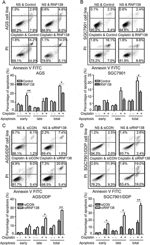 Figure 3. RNF138 level determines cisplatin-induced cell apoptosis. (A, B) Percentage of apoptosis was detected in AGS (A) and SGC7901 (B) cells transfected with control vector or RNF138 with or without cisplatin treatment. Early apoptotic cells can be seen in the bottom right quadrant, late apoptotic cells can be seen in the top right quadrant, and the sum is the total apoptosis. The normalized ratio of apoptosis assay is shown in the histogram. (C, D) Cell apoptosis percentages of AGS/DDP and SGC7901/DDP cells transfected with control or siRNF138 combined with cisplatin treatment were detected. The normalized ratio of apoptosis assay was shown in the histogram and error bars represent SD. Statistically significant differences are shown by *, P < 0.05; **, P < 0.01.