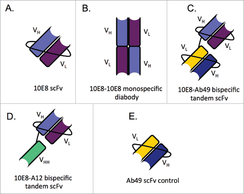 Figure 5. Schematic of all bnAb scFv constructs. In all diagrams, light purple domains represent the 10E8 heavy chain, while dark purple indicates the 10E8 light chain. Dark blue and gold indicate the heavy and light chains of Ab49, respectively. Green represents the A12 VHH. (A) Shows thescaffolded 10E8 scFv, (B) the 10E8-10E8 diabody (C) the 10E8-Ab49 tandem scFv (D) the 10E8-A12 tandem scFv and (E) shows the Ab49 scFv control. The highest dilution of each Ab constructs in weight amounts are as follows: control Abs at 3.75ng, 10E8 scFv at 1.5ng, 10E8-10E8 at 2.35ng, 10E8-A12 at 6.68ng, 10E8-Ab49 at 2.67ng and the Ab49 scFv at 1.5ng.