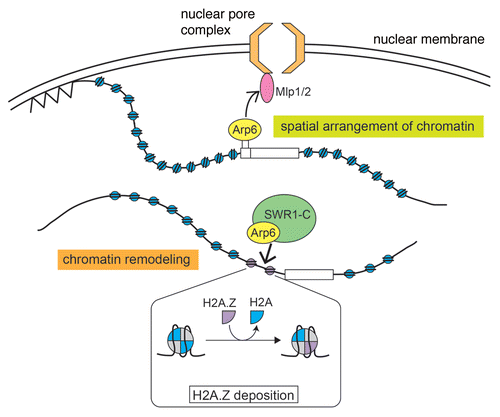 Figure 2 Roles of Arp6 in the local alteration of chromatin structure and the spatial organization of the nucleus. Arp6 has an essential function in chromatin remodeling through the deposition of H2A.Z by the SWR1 complex (lower chromatin). In addition, Arp6 has a role in the spatial arrangement of chromatin through its interaction with the myosin-like proteins Mlp1 and Mlp2 (upper chromatin). This function of Arp6 is independent of the SWR1 complex.