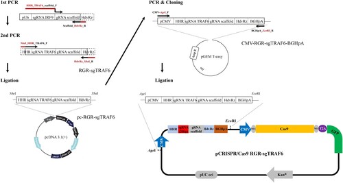Figure 1. Workflow showing the procedure used to construct the CRISPR/Cas9 vector targeting Epithelioma papulosum cyprini (EPC) cell's TRAF6 gene (pCRISPR/Cas9 RGR-sgTRAF6).