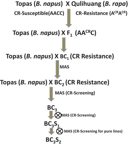 Fig. 1 (Colour online) Schematic diagram of interspecific backcross breeding strategy to introgress clubroot resistance gene from Brassica rapa (Chinese cabbage) to Brassica napus (canola).