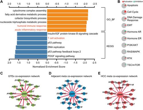 Figure 3 Biological functions of QSER1 expression. (A) GO and KEGG analyses suggested that QSER1 is associated with the immune response. (B) The role of QSER1 in ten classical pathways. (C–E) The coexpression networks of QSER1 in normal, adjacent, and HCC tissues in the HCCDB database.