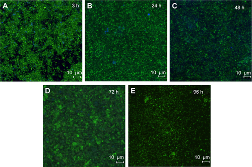 Figure S1 Burkholderia cepacia biofilms treated with AMCA-PLGA MP for 3 hours (A), 24 hours (B), 48 hours (C), 72 hours (D), and 96 hours (E).Notes: After 48 hours the MP as well as the AMCA-fluorescence were strongly reduced indicating hydrolytical degradation of the organic MP.Abbreviations: AMCA-PLGA, 7-amino-4-methyl-3-coumarinylacetic acid-poly(d,l-lactide-co-glycolide); MP, microparticles.