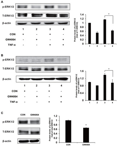 Figure 6 FXR agonist GW4064 suppressed ERK1/2 cell signaling pathway. (A) GW4064 suppressed the ERK1/2 pathway induced by TNF-α in KYSE150 cells. (B) Phospho-ERK1/2 levels were decreased upon TNF-α treatment (10 ng/mL) in EC109 cells. (C) Phospho-ERK1/2 protein levels were downregulated in GW4064-treated xenograft tumors. *P < 0.05. (n = 3).