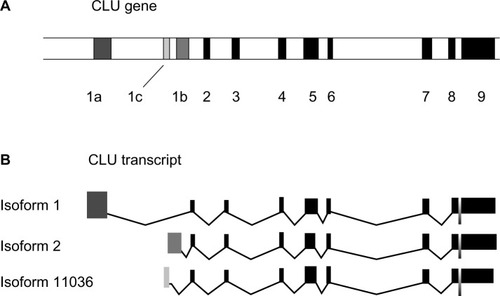 Figure 1 Structure of CLU gene and transcription products. (A) CLU gene maps on chromosome 8. The position of exons and introns on the gene is shown. Black bands: exons, white bands: introns. (B) exonic structure of CLU mRNA variants. Dark grey exon, exon 1a of isoform 1; medium grey exon, exon 1b of isoform 2; light grey exon, exon 1c of isoform 11036.