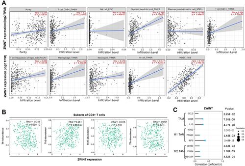 Figure 7 Correlations between ZWINT expression and immune infiltration in HCC. (A) Correlations between ZWINT expression and tumor purity, infiltration levels of CD8+ T cells, NK cells, mDCs, pDCs, CD4+ T cells, Tregs, macrophages, neutrophils, B cells, and MDSCs in HCC (TIMER2.0). (B) Correlations between ZWINT expression and infiltration levels of CD4+ T cell subsets in HCC (TISIDB). (C) Expressional correlations between ZWINT and biomarkers of TAM subsets. P values with statistical significance are in bold.