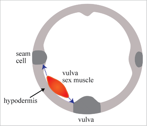 Figure 2. Vulval sex muscle outgrowth. Schematic of a sex myoblast at the L3 larval stage. A cross section of an L3 vulva shows that a sex myoblast daughter cell (in red) is in between the vulval epithelium and the seam cells of the hypodermis. Sex myoblasts extend protrusions ventrally towards the vulva and laterally towards the seam cells.
