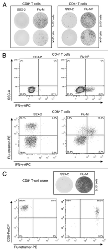 Figure 1. Chronological order of experiments for the identification of Flu-specific clones for BC-143. (A) T-cell responses measured by IFN-γ ELISPOT assay: CD8+ T-cell responses to Flu-M- and SSX-2-peptides (left) as well as CD4+ T-cell response to Flu-NP- and SSX-2-peptides (right). Five × 104 (upper part) and 1 × 104 (lower part) cells per well were used. (B) T-cell responses measured by IFN-γ-secretion assay: CD4+ T-cell responses to Flu-NP and SSX-2 peptides by IFN-γ secretion (upper part) and CD8+ T-cell responses to Flu-M- and SSX-2-peptides measured by a combination of IFN-γ secretion and tetramer staining (lower part). (C) Clone specificity analysis: Analysis of CD8+ T-cell clone specificity via IFN-γ ELISPOT (upper part) and tetramer-FACS analysis (lower part).