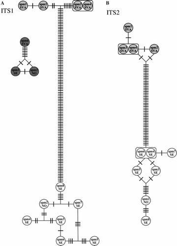 Figure 3.  Haplotype networks for Phyllodoce groenlandica (dark grey circles), Arctic Paranaitis wahlbergi (light grey circles), and boreal P. wahlbergi (white circles). SVA = Svalbard, SE = Sweden, NO = Norway, spm 1, 2, 3, etc. refer to the specimens id in Table I and Figure 1. A bar denotes one mutation. A, B: haplotype networks for ITS1, and ITS2, respectively.