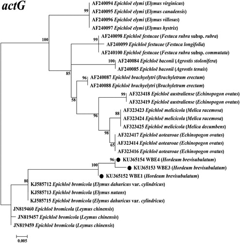 Figure 4. Molecular phylogeny derived from maximum likelihood (ML) analysis of introns of actG gene from representative Epichloë species and endophyte WBE1,3,4 isolated from Hordeum brevisubulatum. Evolutionary history was inferred by using the ML method based on Kimura 2-parameter model. The tree with highest log likelihood (−997.5261) is shown. The percentage of trees in which associated taxa clustered together is shown next to branches. Initial tree(s) for heuristic search were obtained by applying the neighbour-joining method to a matrix of pairwise distances estimated using the maximum composite likelihood approach. The tree is drawn to scale, with branch lengths measured in number of substitutions per site. The analysis involved 28 nucleotide sequences, and the final dataset had 399 positions. Host designations are shown in parentheses after endophyte.