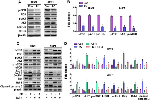 Figure 6. FC inhibits the PI3K/AKT/mTOR pathway, activating autophagy and leading to MM cell apoptosis. H929 and ARP1 cells were treated with FC (2 μM) for 24 h or pre-treated with/without IGF-1 (100 ng/mL) for 1 h and then exposed to FC (2 μM) for 24 h. (A and C) Total cell lysates were subjected to Western blotting using indicated antibodies. The blots were probed for β-actin as a loading control. Similar results were observed in three independent experiments. (B and D) The blots for p-PI3K, p-AKT, p-mTOR, LC3-Ⅱ, Beclin 1, Bax, Bcl-2, and cleaved caspase-3 were semi-quantified. For (B) and (D), all data are expressed as means ± SEM (n = 3). *P < 0.05, difference with control group; #P < 0.05, difference with FC group.