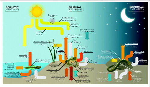 Figure 4. The mechanisms of heat exchange in aquatic, diurnal, and nocturnal amphibians.