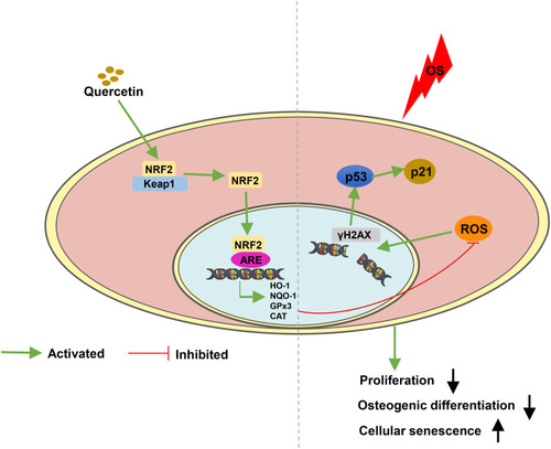 Figure 7 A model illustrating quercetin protects PDLCs against OS via activation of the NRF2 signaling pathway. The ability of proliferate and osteogenic differentiation in PDLCs are impaired under OS. In addition, increased ROS can also damage the DNA double strands and induce cellular senescence through the p53/p21 signaling pathway. Moreover, quercetin protects PDLCs against OS, through increasing the expression and nuclear localization of NRF2, which combines with antioxidant response element (ARE) to promote the expression of antioxidant enzymes or substances such as HO-1,NQO-1, GPx3, CAT and SOD.