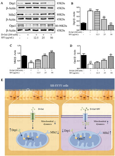 Figure 8. SPJ ameliorated the impaired balance of the mitochondrial dynamics in d-Gal-treated SH-SY5Y cells. (A) Representative immunoblot bands of Drp1, Mfn2 and Opa1 in d-Gal-treated SH-SY5Y cells. (B, C, D) Quantification of Drp1/β-actin ratio, Mfn2/β-actin ratio and Opa1/β-actin ratio. (E) A schematic diagram. Values are expressed as mean ± SEM, n = 3. ##p < 0.01 vs. control; *p < 0.05; **p < 0.01 vs. d-Gal-treated group.