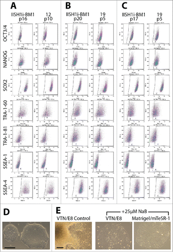 Figure 3. Analysis of ESC marker expression in fully reprogrammed AFSC and facilitation of full pluripotency acquisition by butyrate treatment in AFSC reprogrammed using episomal plasmids. (A) Flow cytometric analysis of ESC marker expression in fully reprogrammed AF-iPSC[12] (retroviral reprogramming) at passage 10 cultured on VTN-coated plates in E8 medium. The expression profile was analyzed alongside an episomally derived IISH1i-BM1 control iPSC line. (B) Flow cytometric analysis of ESC marker expression in AFSC reprogrammed using episomal plasmids in E8 medium on VTN. All 3 lines of AF-iPSC (19, 20A, D1) showed ESC marker expression profile comparable to that of the control line. (C) Flow cytometric analysis of the expression of ESC-specific markers in iPSC grown on Matrigel-coated plates in mTeSR-1 medium. As observed for VTN/E8-grown lines, all 3 lines of AF-iPSC showed ESC marker expression profile comparable to that of the control line. Matrigel and mTeSR-1 medium did not support the episomal reprogramming process and only fully reprogrammed AF-iPSC could be expanded in this condition. (D) Morphology of the colonies of retrovirally reprogrammed AF-iPSC[12], consistent with pluripotency. (E) Differences in morphology of partially reprogrammed AFSC cultured with no histone deacetylase inhibitor versus ultimately fully reprogrammed cells in conditions supplemented with 25 µM sodium butyrate – E8 medium on VTN and mTeSR-1 medium on Matrigel. Partially reprogrammed epithelioid cells were small and formed compact dome-shaped colonies, with a phase-bright edge. Fully reprogrammed cells were bigger with high nucleus-to-cytoplasm ratio and formed flat colonies with a clearly defined phase-bright edge representing the typical pluripotent stem cell colony morphology. Sodium butyrate enabled progression of partially reprogrammed cells to full pluripotency, otherwise the episomal reprogramming efficiency was prohibitively low. Scale bars = 200 µm.