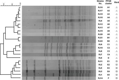 Figure 1 PFGE image of the M. odoratimimus strains. The 22 isolates belonged to six distant PFGE groups (types A–F) by using a cut-off of 80% similarity (Δurology department, □biliary and pancreatic surgery department).
