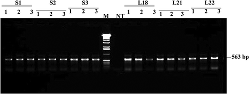 FIGURE 4 PCR amplification of a 563-bp fragment of the bar gene in randomly sampled leaf tissues of 3-year-old blueberry cv. Legacy. Lanes 1–3: Three randomly selected samples for each plant. S1–S3: Trangenic events with the 35S-bar. M: 1 Kb λ DNA marker. NT: Non-transformant. L18, L21, and L22: Transgenic events with the nos-bar.