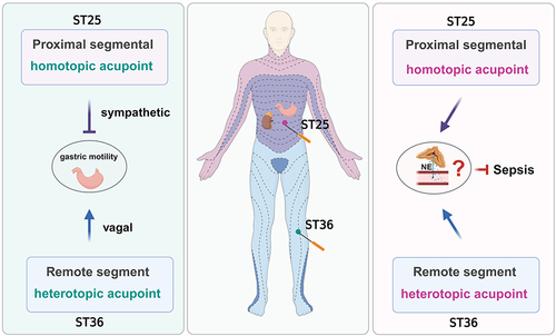 Figure 3 Neuromodulatory pattern of acupuncture in modulating stomach and adrenal gland function. The stomach receives sympathetic innervation from the T6 to T10 spinal segments, while the adrenal gland is innervated by the T9-T10 spinal segments. Acupuncture at the ST 25 acupoint, which shares innervation with both the gastric and adrenal glands from the T9 spinal segment, can activate the sympathetic pathway. This activation suppresses gastric motility and promotes the release of norepinephrine (NE) from the adrenal medulla. Conversely, stimulating the ST36 acupoint, innervated by the L4 spinal cord, a distant segment from the gastric and adrenal glands, promotes gastric motility and adrenal medulla release via the vagal pathway.