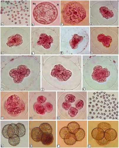 Figure 3. Sporogenesis in Physcomitrium eurystomum Sendtn.: (a) sporocytes showing centric (Cn) and acentric (Acn) nucleus; (b) pre-meiotic sporocyte showing acentric nucleus (N) and nucleolus (Nu); (c) prophase showing sporocyte with centrally positioned nucleus and bivalents; (d) metaphase I showing wall ingrowths coincide with the equator; (e) quadrilobed metaphase sporocyte; (f) as chromosomes separate in anaphase the spindle becomes more elliptical and terminates adjacent to polar cleavage furrows; (g) telophase I; (h) sporocyte showing the extreme quadripolarity of the developing spindle during prophase II; (i) quadrilobed sporocyte during prophase II; (j) metaphase II in the undivided cytoplasm; (k) anaphase II showing separation and movement of sister chromatids toward opposite poles; (l) pair of phragmoplasts in slightly flattened sporocyte; (m) each phragmoplast consists of opposing arrays of microtubules emanating from telophase nuclei; (n) a flattened tetrad of spores; (o) tetrad of spores showing 100% tetrad index; (p–s) tetrad of young spores.