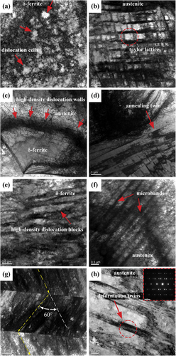 Figure 14. TEM morphology at a deformation level of 6.0mm: (a) dislocation cells in δ-ferrite; (b) Taylor lattice in austenite; (c) high-density dislocation walls at the austenite/δ-ferrite phase boundary; (d) disappearance of annealing twin boundaries. TEM morphology at a deformation level of 9.0mm: (e) high-density dislocation blocks in δ-ferrite; (f) microbands in austenite; (g) microbands crossing annealing twin boundaries; (h) deformation twins in austenite.