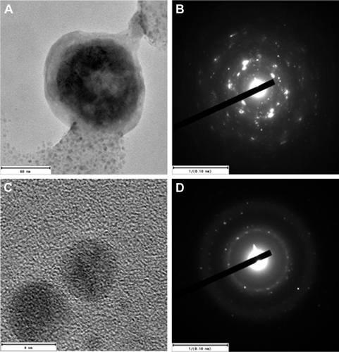 Figure S1 HRTEM images of the CS-SeNPs.Notes: Electron diffraction pattern of (A and B) large and (C and D) small nanoparticles indicates that both are crystalline in nature. CS-SeNPs, CS-decorated SeNPs.Abbreviations: CS, chitosan; HRTEM, high-resolution transmission electron microscope; SeNPs, selenium nanoparticles.