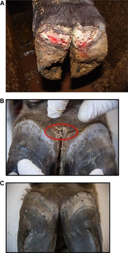 Figure 1 Bovine digital dermatitis.