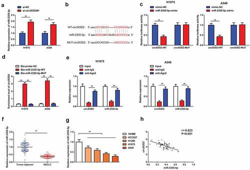 Figure 3. CircSOD2 performs as miR-2355-5p’s ceRNA. A: RT-qPCR to detect miR-2355-5p after cell transfection; B: Bioinformatics website starbase to predict the binding site of circSOD2 and miR-2355-5p; C: Dual luciferase verification of the binding of circSOD2 to miR-2355-5p; D: RNA pull-down to detect the enrichment of miR-2355-5p on circSOD2; E: RIP assay and qPCR to detect RNA enrichment of circSOD2 and miR-2355-5p in anti-IgG -and anti-Ago2-precipitated RNAs in cell extract of NSCLC cells; F/G: RT-qPCR to detect miR-2355-5p in NSCLC, corresponding adjacent tissues, and 16HBE and HCC827, H1299, H1975, and A549; H: Correlation analysis of circSOD2 and miR-2355-5p in NSCLC tissue; *P < 0.05; **P < 0.01. N = 3; The data in the figure were manifested as mean ± SD. The Pearson test was used to analyze the correlation.