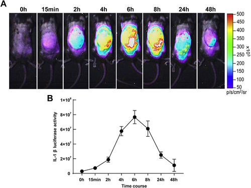 Figure 4 Luciferase activity in acute gouty arthritis mice. (A) The luciferase activities in MSU-induced cHS4l-hIL-1β transgenic mice. (B) Quantitative measurements of IL-1β at 0, 15 minutes, 2 hours, 4 hours, 6 hours, 8 hours, 24 hours and 48 hours by the Living Image software as markers of inflammation status. n=5-7 mice/group.