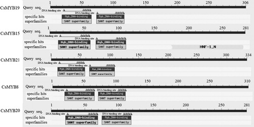 Figure 2. Conserved domains of the five CsMYB proteins in C. sinensis.