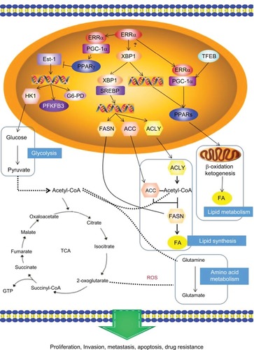 Figure 3 The potential mechanism of ERRα in energy metabolism: the PGC-1α/ERRα axis, as the key point of energy metabolism in cancer cells, is involved in mediating the metabolism of lipids, glycolysis, and glutamine through transcription factors that affect the bioenergetics of cancer cells, and then changes the behavior of invasion, metastasis and drug resistance of cancer cells.Abbreviations: ERRα, estrogen-related receptor α; PPAR γ, peroxisome-proliferator activated receptor γ; FASN, fatty acid synthase; TCA, tricarboxylic acid cycle; ROS, reactive oxygen species.