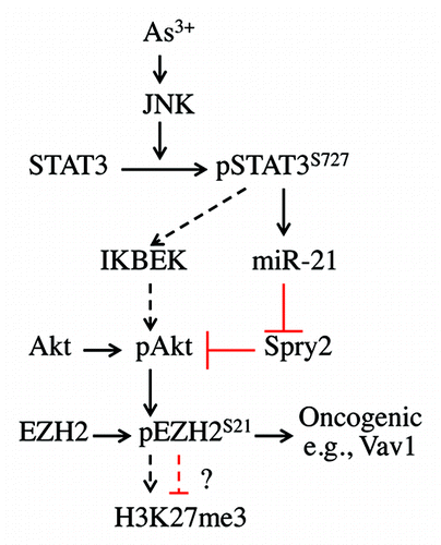 Figure 6. Signaling cascade of As3+-induced EZH2 S21 phosphorylation. In response to As3+ treatment, activated JNK phosphorylates STAT3 at S727 to enhance the transcriptional activity of STAT3, leading to increased expression of miR-21, which, in turn, downregulates the expression of Spry2, a negative regulator of Akt signaling. The activated Akt phosphorylates EZH2 at S21, possibly causing the dissociation of PRC2 complex from chromatin and the cytosolic localization of S21-phosphorylated EZH2. JNK-activated STAT3 may also upregulate the expression of IKBKE, which can directly phosphorylate and activate Akt (dashed arrows), leading to EZH2 S21 phosphorylation. Following Akt-dependent phosphorylation on S21, the phosphorylated EZH2 may weaken H3K27me3 in nuclei or, alternatively, activate oncogenes, such as Vav1, as previously suggested, in the cytoplasm.