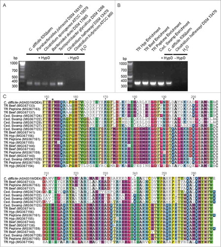 Figure 8. (A) A degenerate primer pair amplified an expected 357 bp product from genomic DNA of HypD-encoding isolates. No amplification product was observed using the genomic DNA of species lacking HypD. (B) Amplification of hypD from 100 ng of DNA from enrichment cultures. Amplicons were sequenced from a clone library generated using TOPO TA cloning kit (Invitrogen). 24 clones from each culture were sequenced by Beckman Coulter Genomics. High quality sequences that are non-redundant within each culture have been deposited on GenBank (accession: MG367122-MG367168). (C) Non-redundant translated amino acid sequences from each enrichment culture were aligned using Clustal OmegaCitation73 along with the biochemically characterized HypD from C. difficile 70-100-2010 (UniProt ID: A0A031WDE4). The two HypD putative active site residues encoded within this amplicon are present in all enrichment sequences and are indicated by asterisks. “Residue numbering is based on HypD sequence from C. difficile 70-100-2010.”