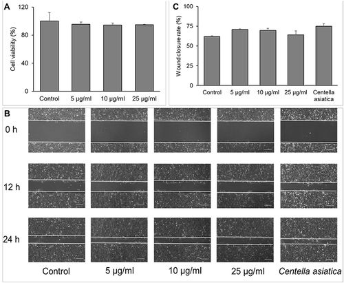 Figure 7 Wound healing potential of SSP-AuNPs. (A) Cell viability test; (B) Scratch wound assay images at 0 h, 12 h, and 24 h of incubation; and (C) Wound closure rate.